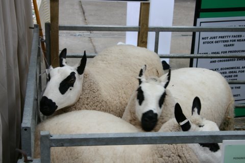 Sheep 2008