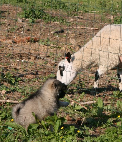 dag 48 - Mirka (nr. 6) er utrolig interesseret i fårene... hun kan sidde og kigge på tem rigtig længe