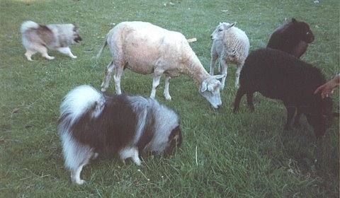 Penut og Robbee sammen med de gamle får